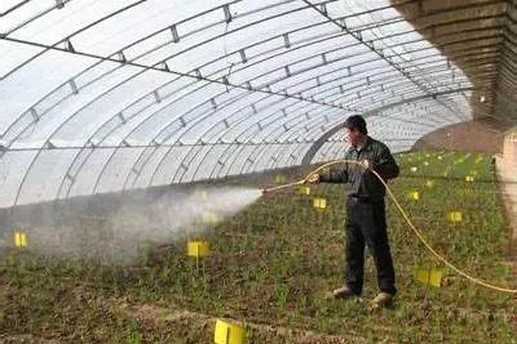 水稻硼肥的作用及使用方法