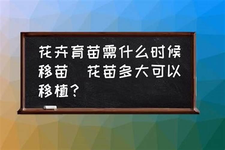盆栽玫瑰花在花苗期可以施肥吗？