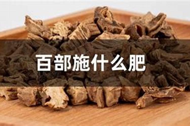 百部药材如何种植？