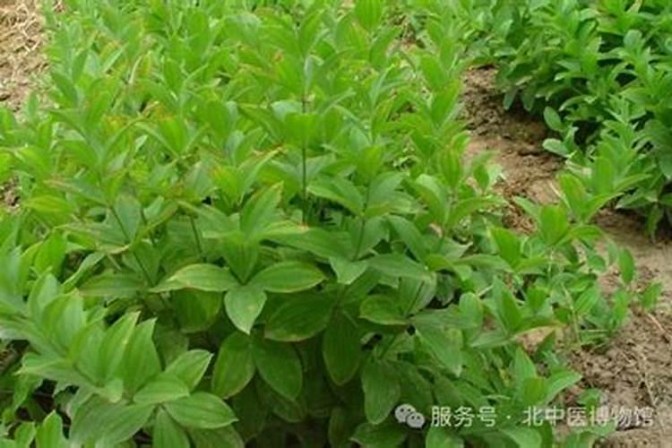 幼兔能吃葎草吗？