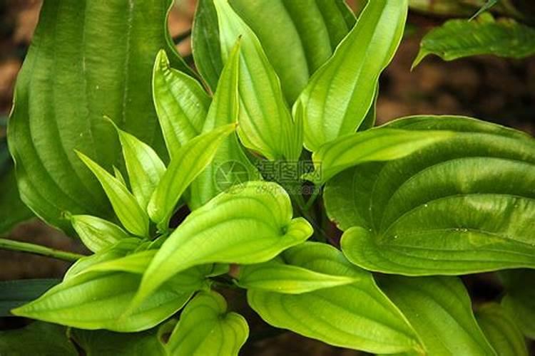 什么花能驱蚊,要好养活的？？