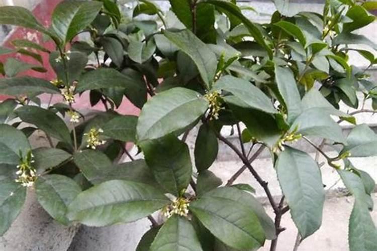 桂花树用什么肥好