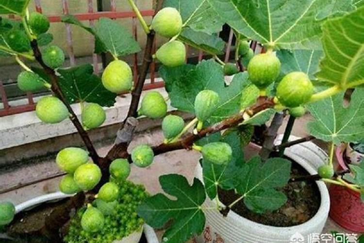无花果树冬天怎么过冬？