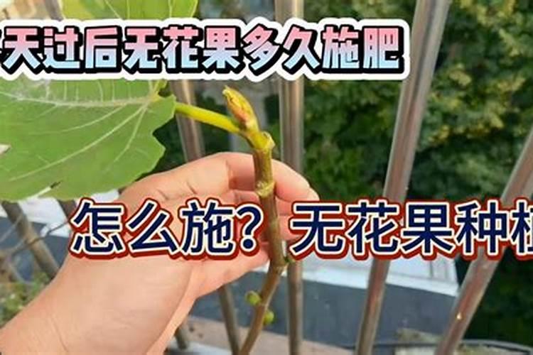 无花果怎么施肥 无花果如何施肥