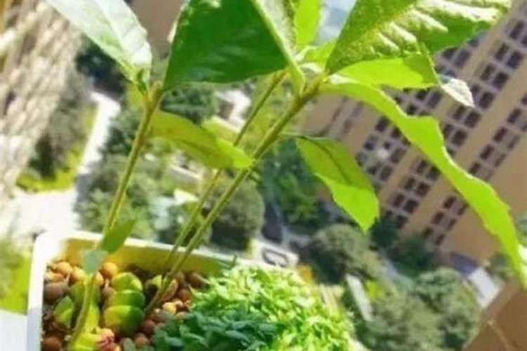 让多肉叶片肥厚施什么肥？