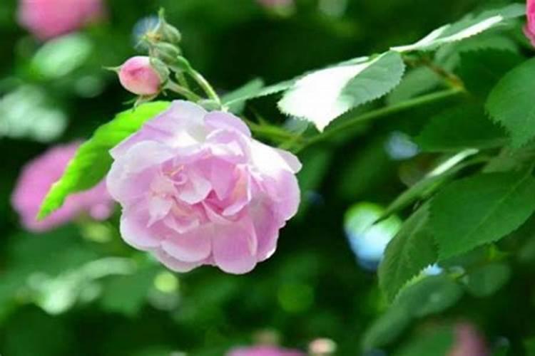 蔷薇花移栽后多久可以施肥