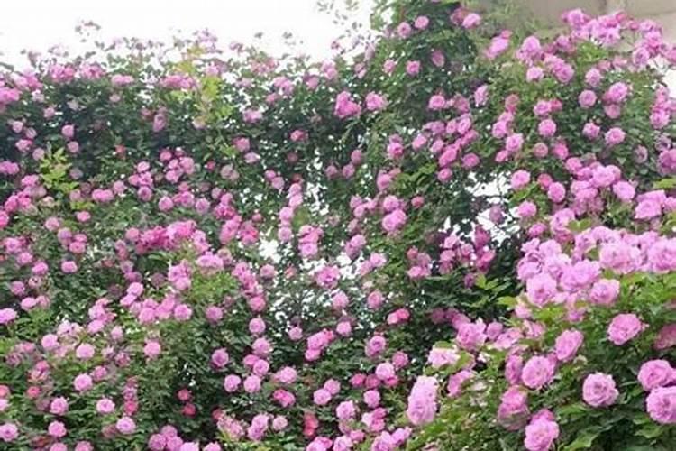 蔷薇种多久才可以施肥 蔷薇何时施肥最佳？