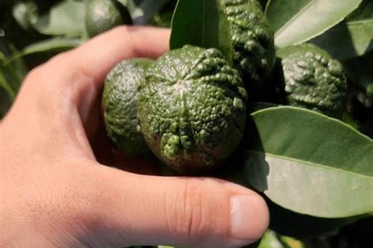 罗汉果种植技术与要点