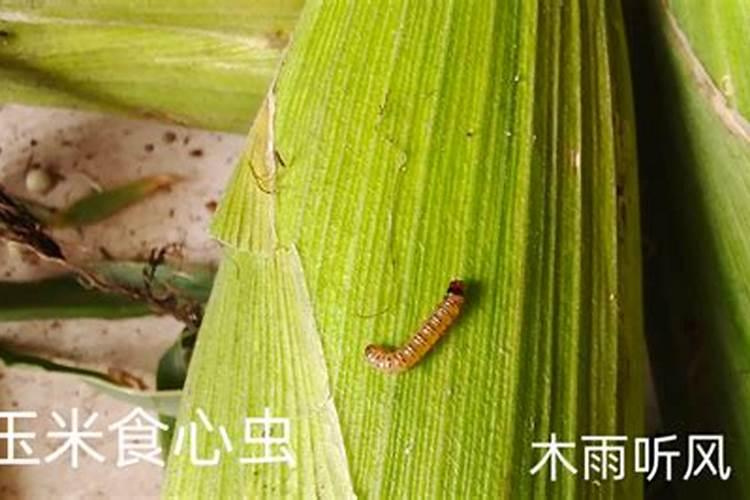 桃树谢花80%打什么药