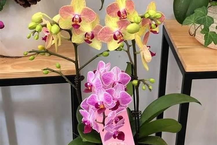蝴蝶兰花期如何养护管理？