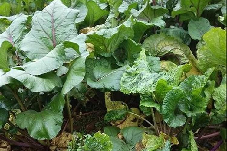 红菜苔病虫害该怎样防治呢？