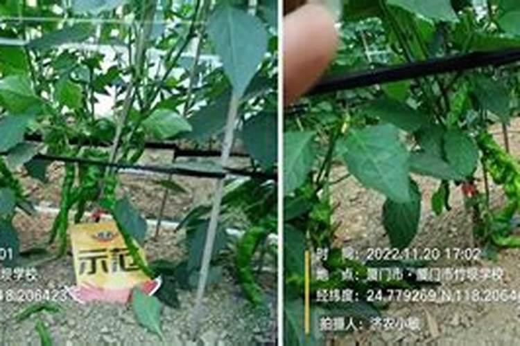 辣椒用什么肥料好