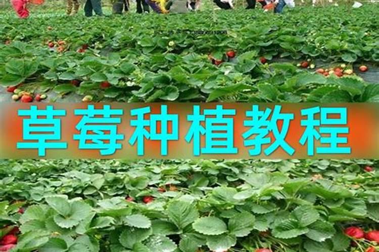 草莓施肥