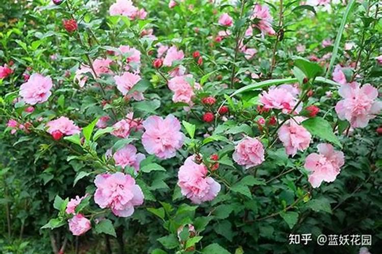丹麦木槿的繁殖方法