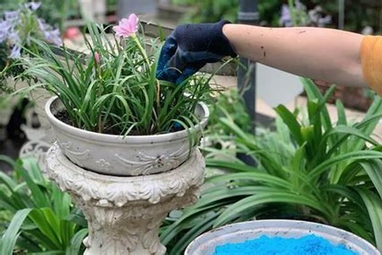 如何给盆景施肥？