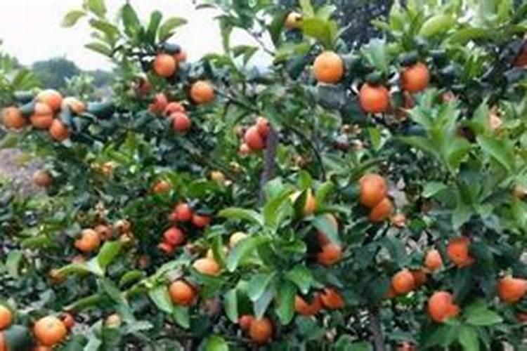 挂果沙糖桔树施肥有怎样的管理方法？