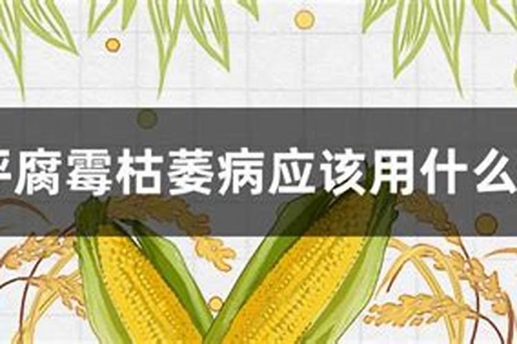 草坪腐霉病防治方法