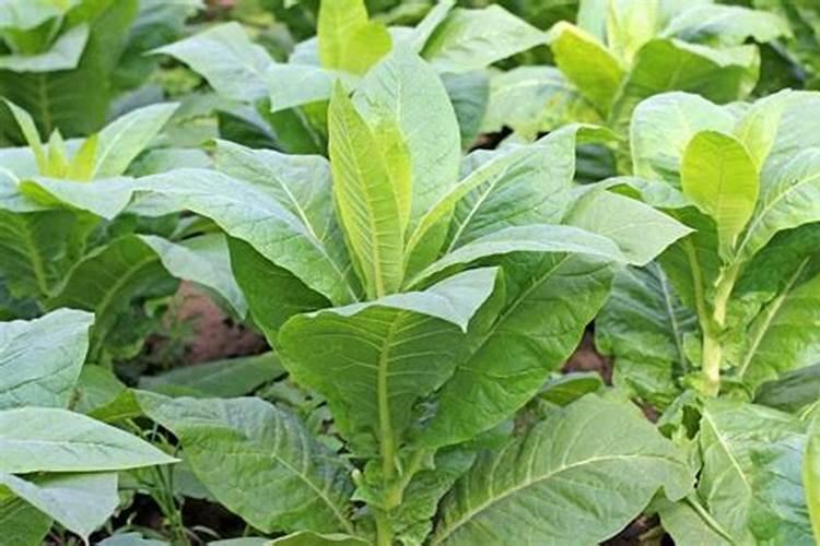 烟株缺钾怎样施钾肥
