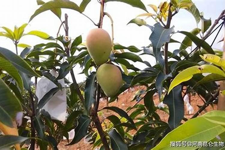 月季过冬这三点重要如何不影响来年开花