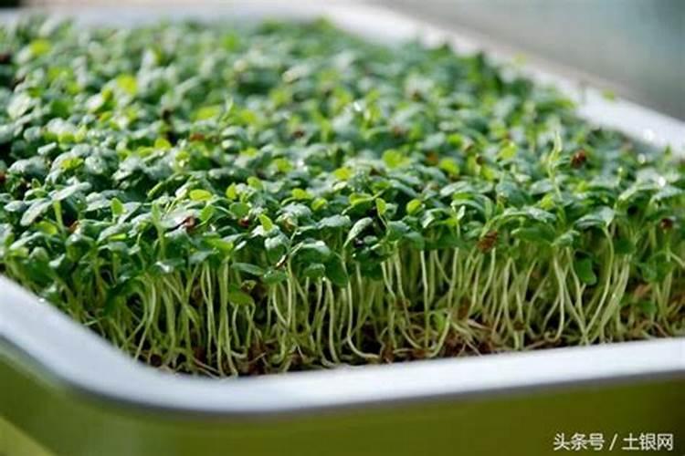 花、果、蔬菜使用哪种肥料好？
