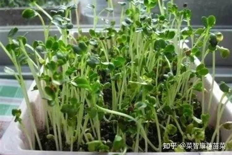 怎样种植黄秋葵芽苗菜