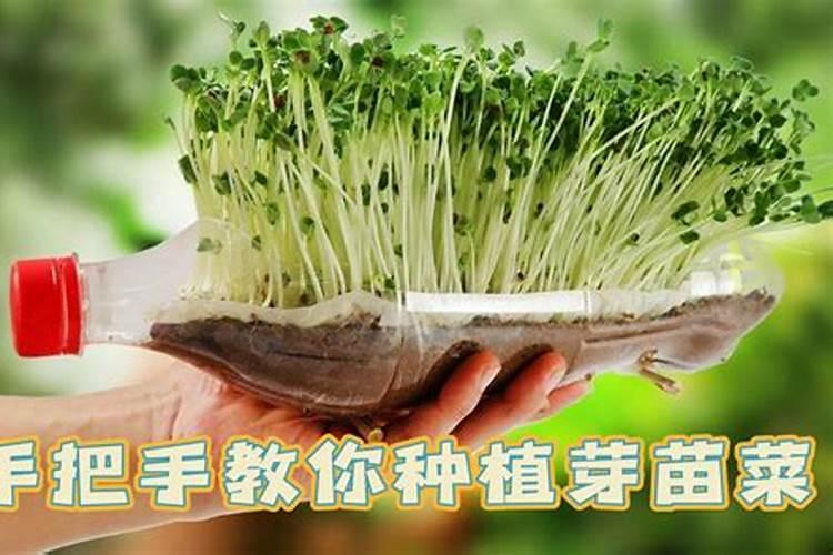 油葵芽苗菜如何长得整齐？