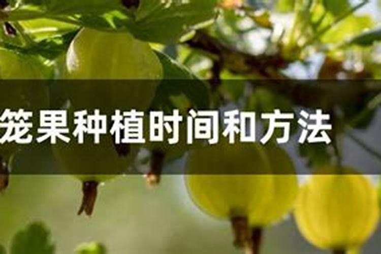灯笼果可以用水溶肥罐吗？