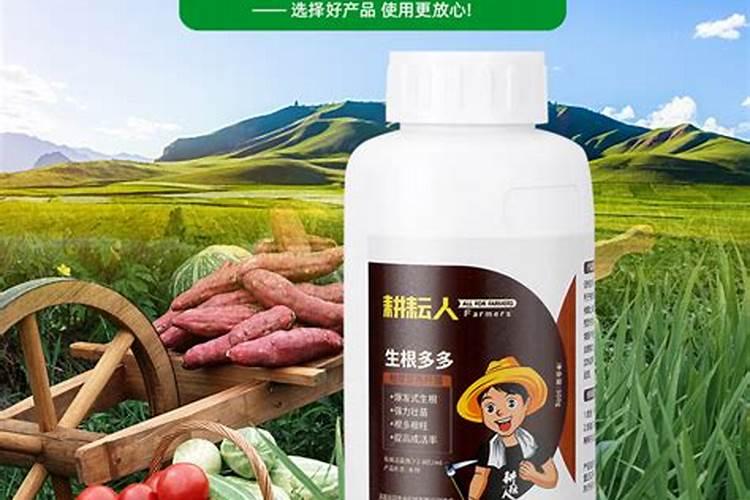 兰花养护最好的肥料