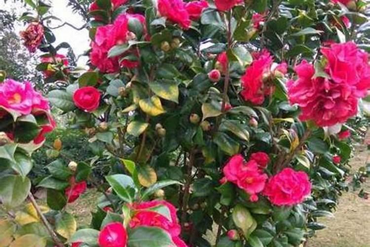 促进茶花开花施什么肥