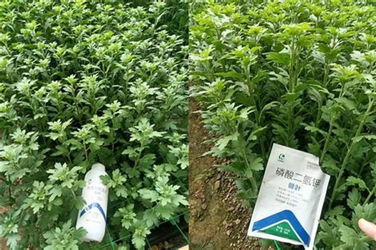 菊花脑喜欢什么肥料？