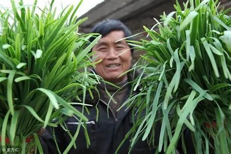 韭菜冬天如何打理