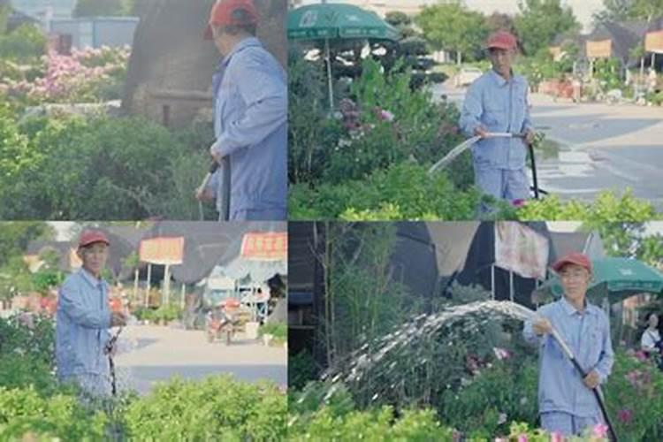 蟹爪兰用什么叶面肥？