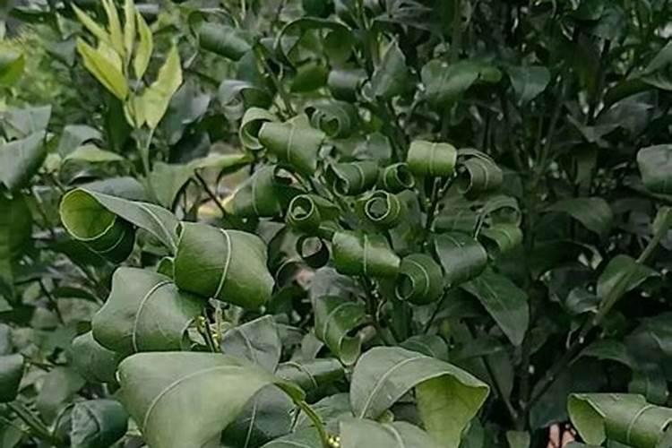 磷肥和钙肥能一起用吗 磷肥是酸性还是碱性的