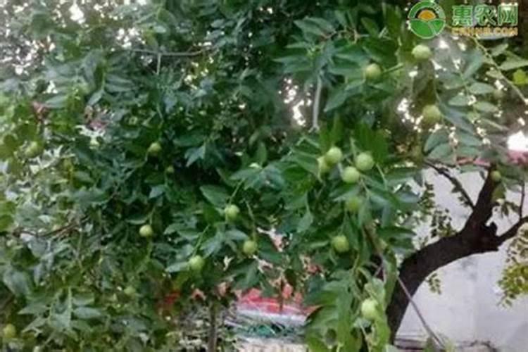 空心种植在田里怎么样管理