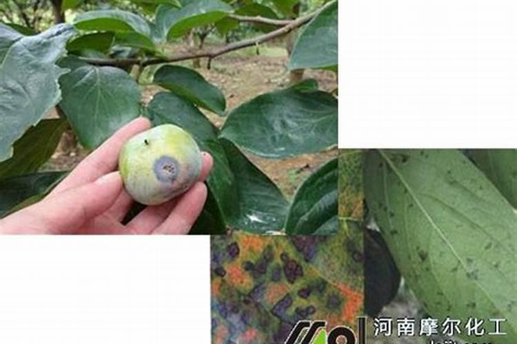 柿子树怎么种植
