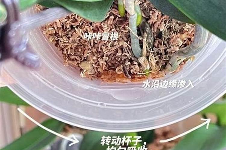 如何给蝴蝶兰施肥与浇水？