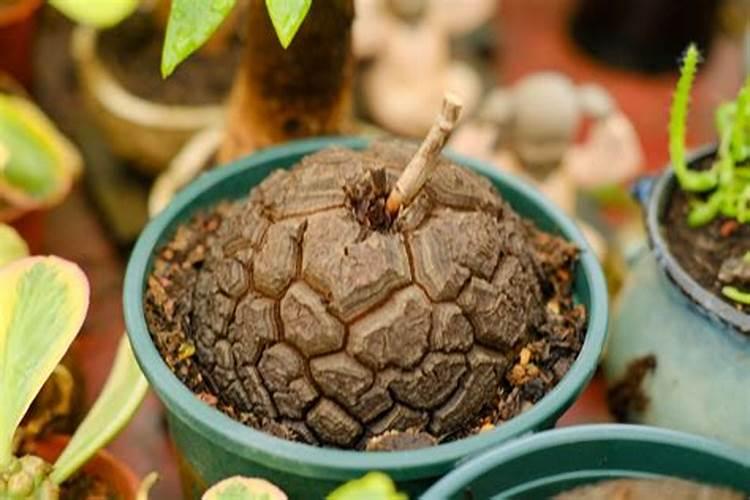 南非种进口超大龟甲龙 块根多肉植物 用什么土种