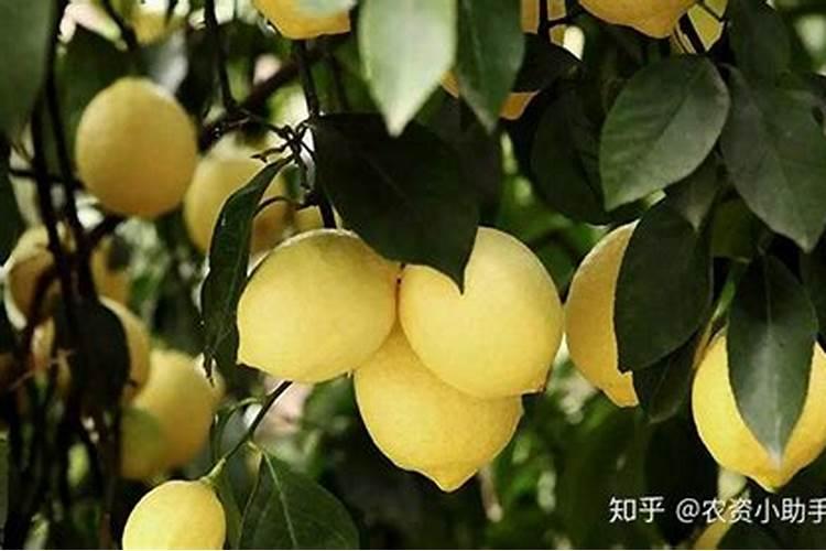 柠檬挂果后需要施什么肥