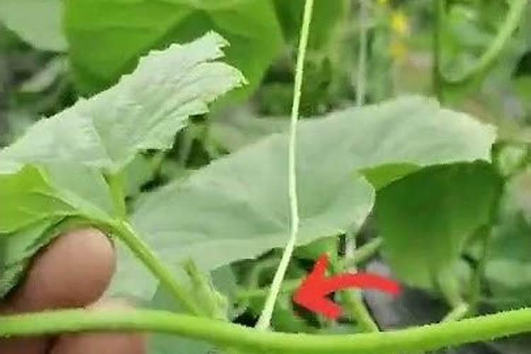 甜瓜苗期可以喷叶面肥吗？