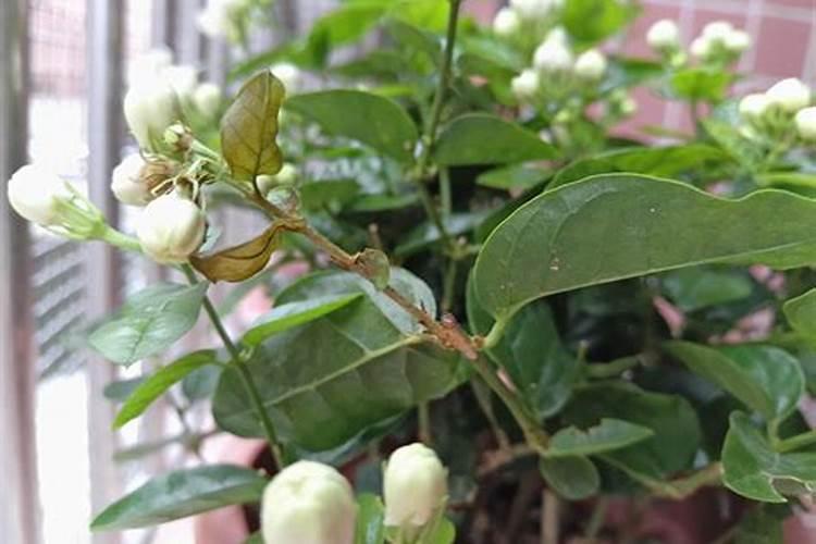 茉莉花叶子变黄可以用氨基酸花肥吗？