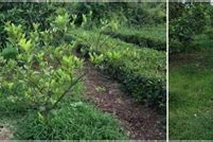 7.要使种植的沃柑产量高且品质好,一般要多施A.氮肥和磷肥B.磷？