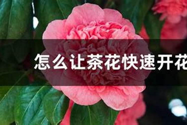 山茶花开花时能施肥吗,开花期施什么肥