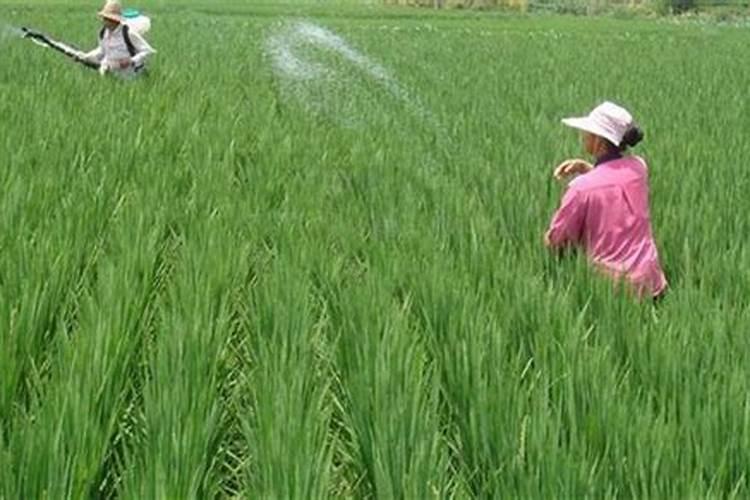 怎么种植水稻产量高 什么时候施钾肥效果好