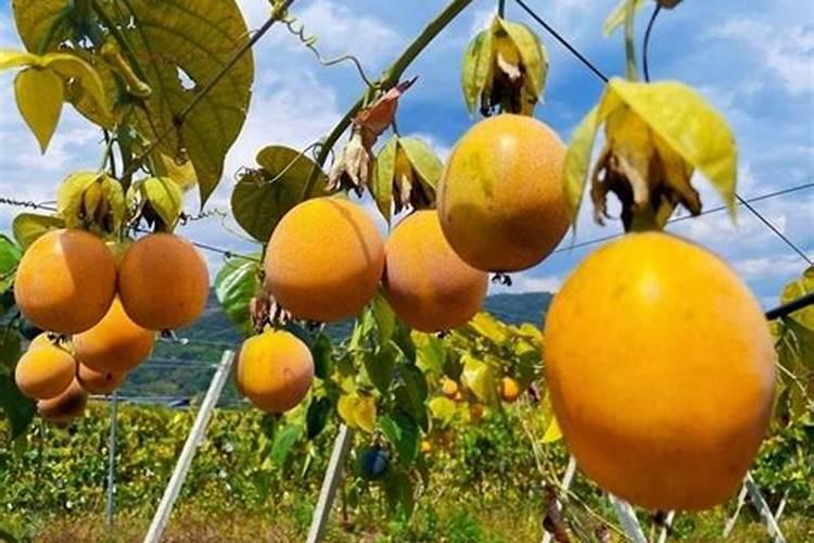 求热情果种植经验