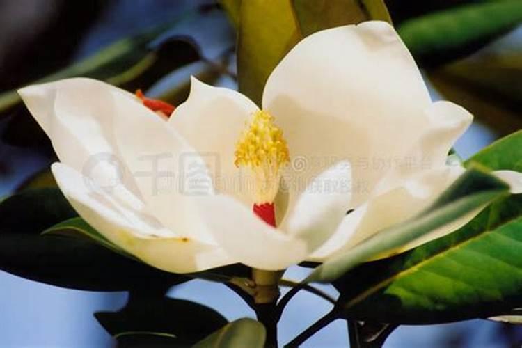 牡丹花怎么养呢？