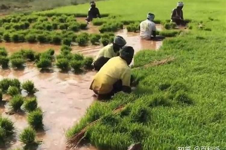 哪种作物播种范围更广小麦还是水稻 种植方法