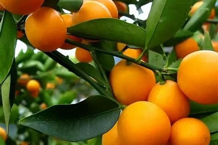 橘子树种植和施肥技巧