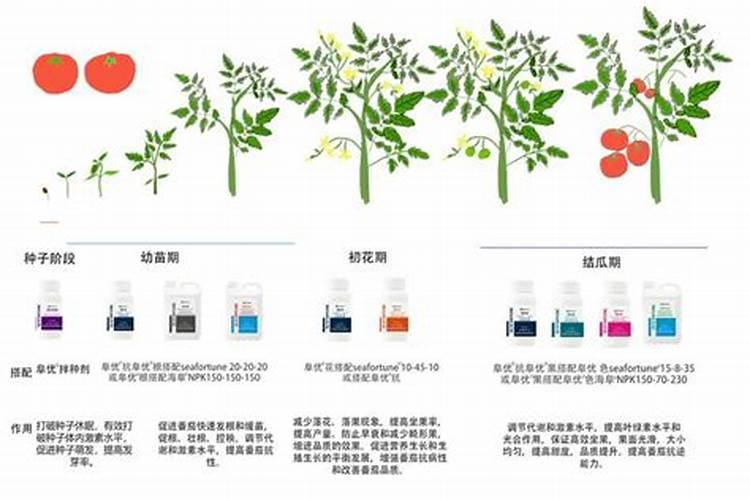 番茄需肥特点 番茄怎么施肥