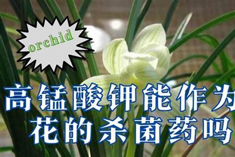 兰花春天怎么养