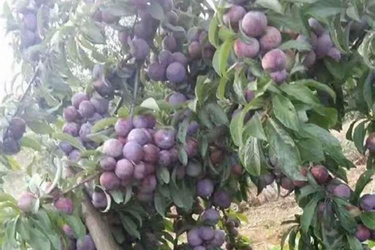 遵义夏季能种花菜吗